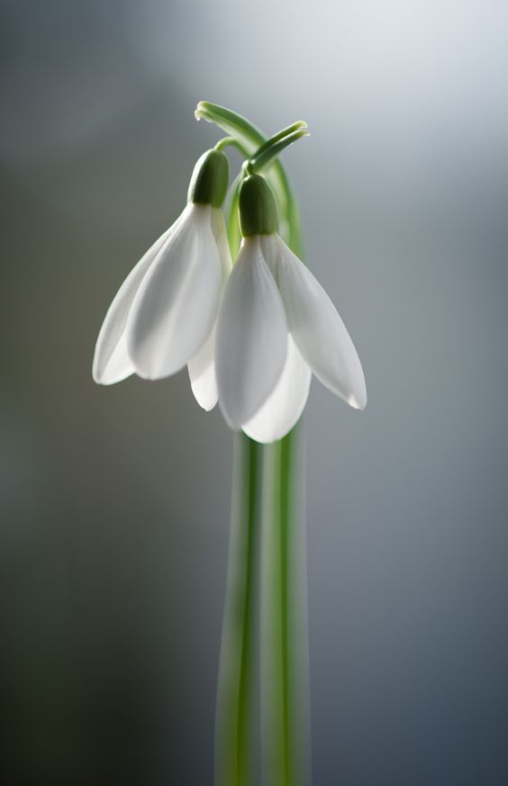 Snowdrops.jpg